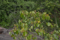 Ficus arnottiana